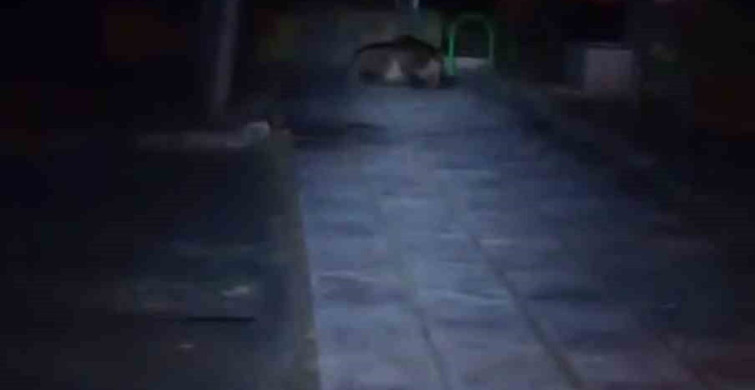 Bolu'da çocuk parkına ayı girdi
