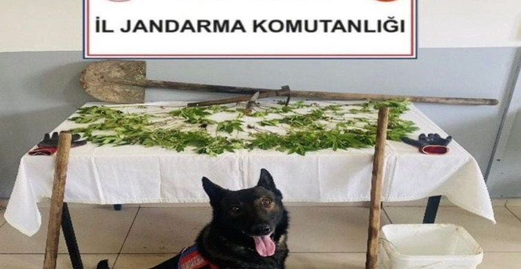 Bolu'da Kenevir Operasyonu: Şüpheli Tutuklandı