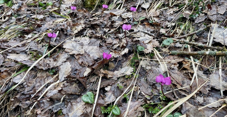 Bolu'da Kış ve İlkbaharın Mükemmel Buluşması