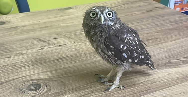Bolu'da Koruma Altına Alınan Baykuş Yavrusu Doğaya Iade Ediliyor