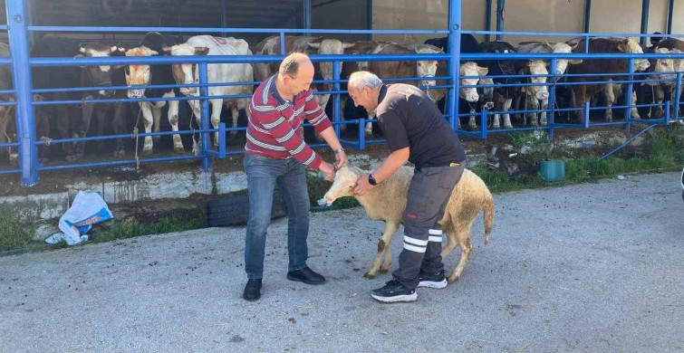 Bolu’da Kurban Bayramı Coşkusu
