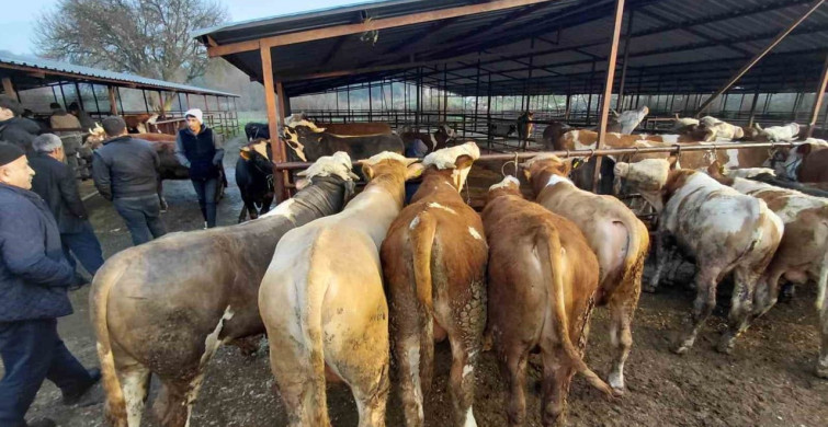 Bolu'da Kurban Pazarlarında Yoğunluk Artıyor