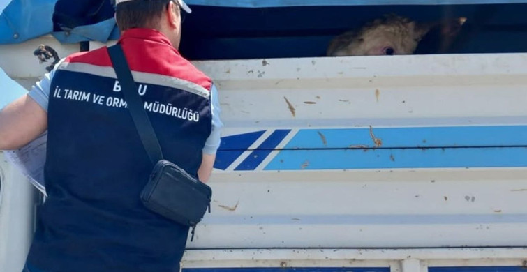 Bolu'da Kurbanlık Hayvan Nakil Araçları Kontrolü