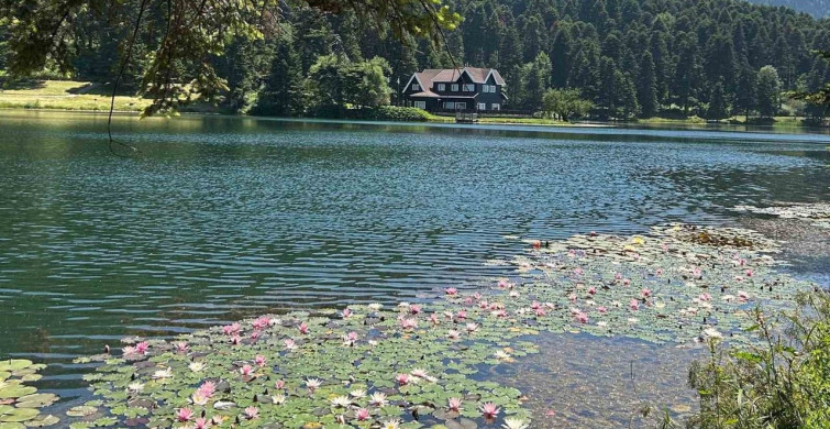 Bolu'da nilüfer çiçeği koparmanın cezası 699 bin 197 lira
