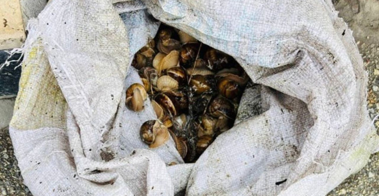 Bolu'da Salyangoz Kaçakçılığına Ceza