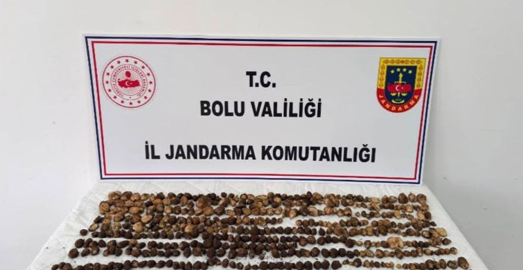 Bolu’da yasak yabani salep toplayan üç kişiye büyük ceza verildi