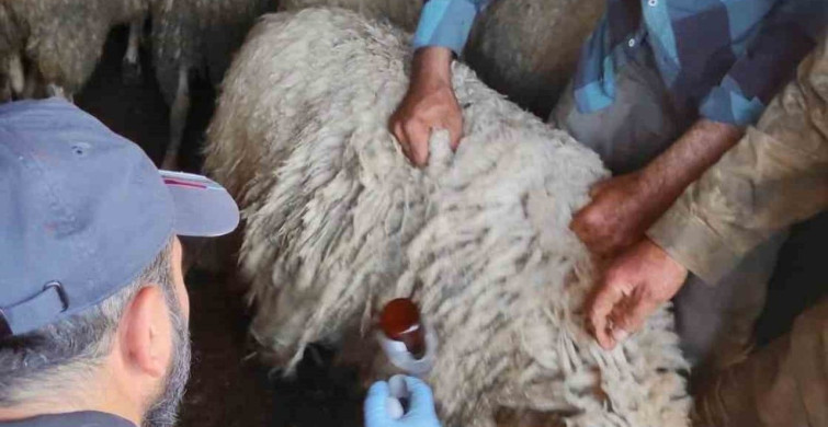 Bolvadin'de küçükbaş hayvanlara yönelik aşılama ve küpeleme çalışması