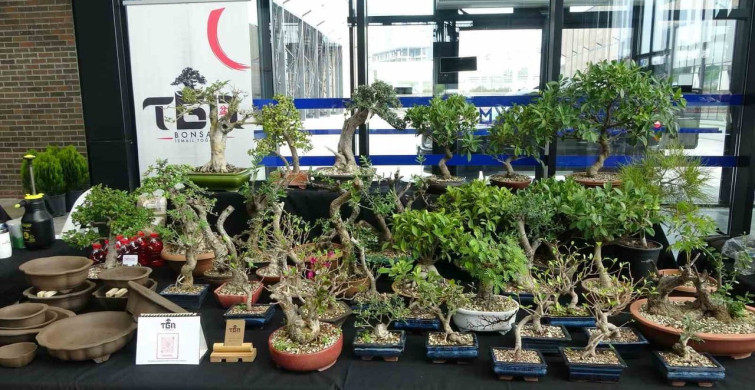 Bonsai Sanatının Büyüsü: Kocaeli'deki Eserler 1 Milyon TL'ye Ulaşıyor