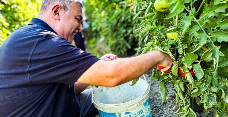 Boyabat Gazidere Domatesinin Hasadı Başladı