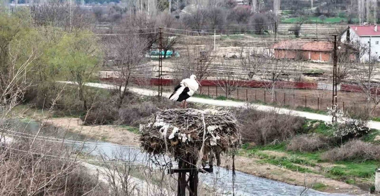 Boyabat'ta Leylekler Baharın Müjdecisi Olarak Geri Döndü