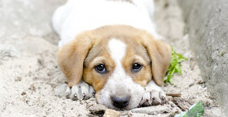 Böyle İnsanlar da Var, Yolda Gördüğü Yaralı Yavru Köpeği Veterinere Yetiştirdi!
