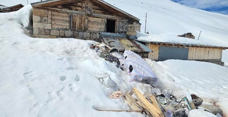 Boz Ayı Trovit Yaylası'nda Yayla Evlerine Zarar Verdi