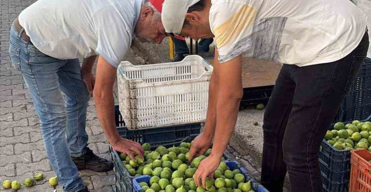 Bozdoğan ileği kalitesiyle üreticilerin ilk tercihi arasında