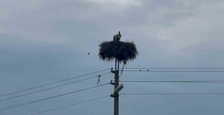 Bozdoğan’da Baharın Müjdecisi Leylekler Geri Döndü