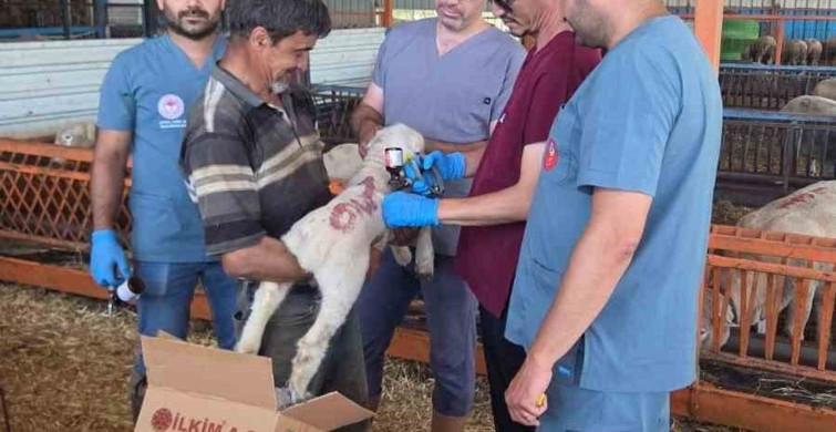 Bozdoğan'da hayvan sağlığı ekipleri sahada