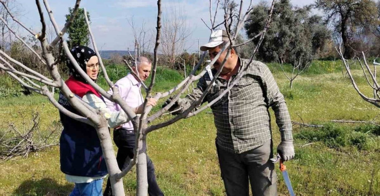 Bozdoğan'da İlek Bahçesinde Bakım ve Budama Çalışmaları Yapıldı