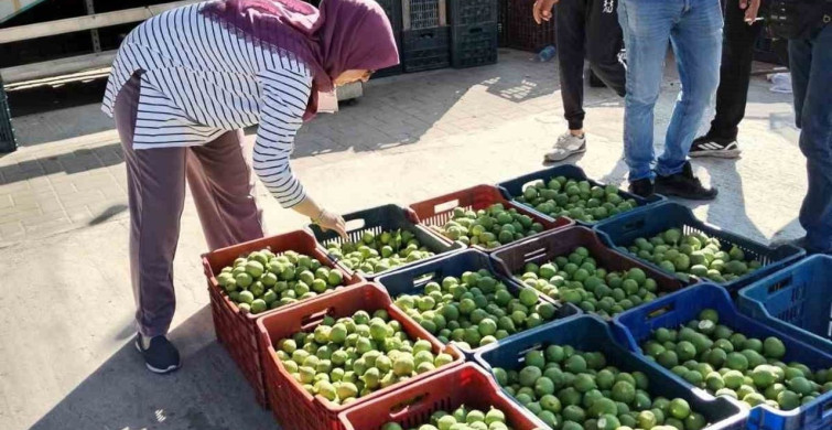 Bozdoğan'da ilek denetimleri aralıksız sürüyor