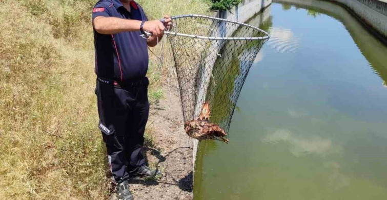 Bozdoğan'da Yaralı Kartal Kurtarıldı