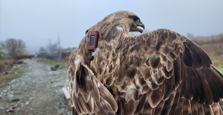 Bozkır Şahini: 28 Ülkede 103 Bin 456 Kilometre Uçtu