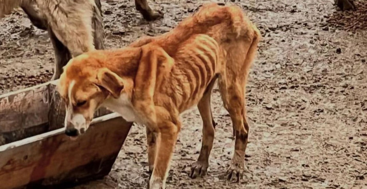 Bozüyük'te Şok Edici Görüntüler: Aç Köpekler Birbirini Yedi