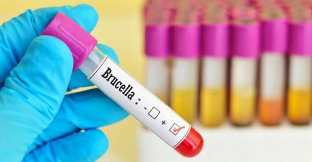 Brusella Salgını İçin Tazminat