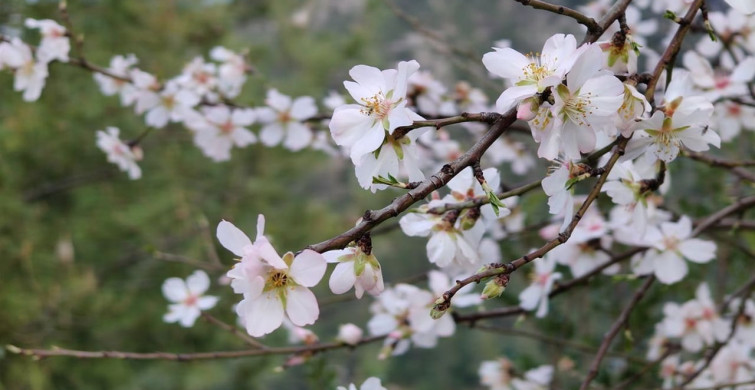 Bucak'ta Badem Ağaçları Şubat Ayında Çiçek Açtı