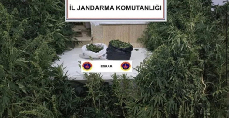 Bucak'ta yasa dışı kenevir ekimi yapan şüpheli suçüstü yakalandı