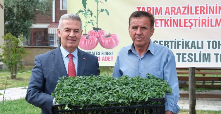 Buharkent’te 38 Bin Domates Fidesi Dağıtımı Gerçekleşti