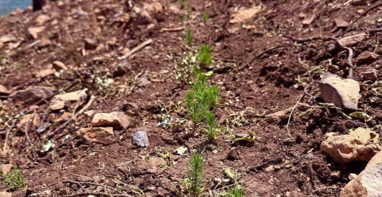 Buldan’da ormanlar için kalıcı çalışmalar başladı