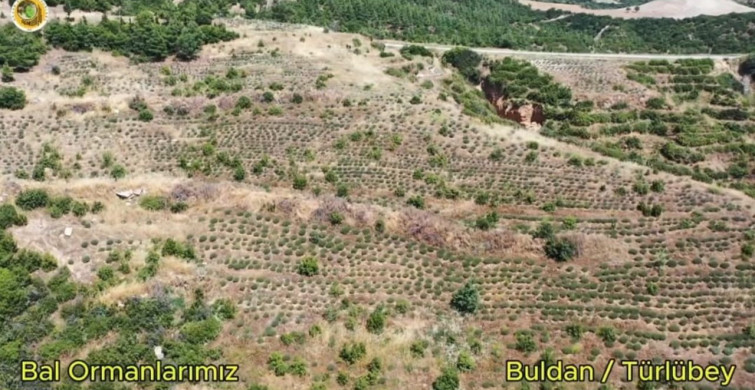 Buldan'da yangının ardından bal ormanı kuruluyor