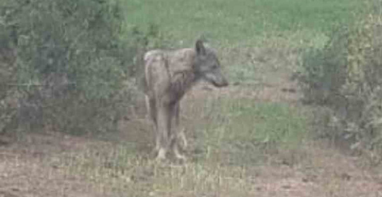 Buldan'da Yeniden Kurt Görüntülendi