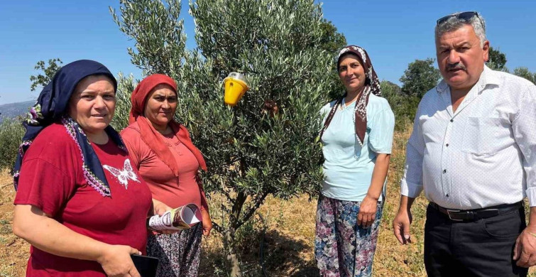 Buldan'da zeytin sineğine karşı fenomen tuzak dağıtımı gerçekleştirildi