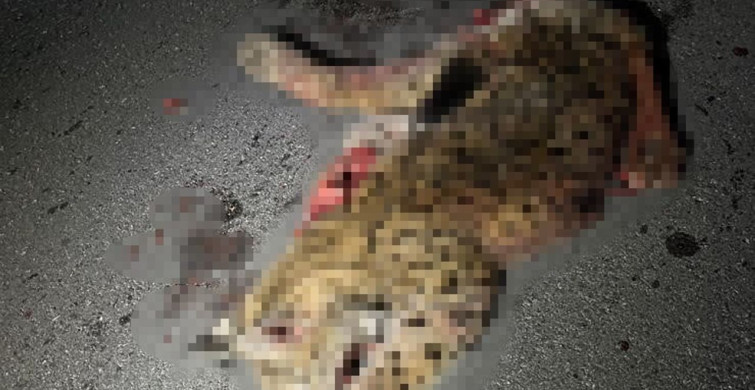 Burdur'da Koruma Altındaki Vaşak Trafik Kazasında Hayatını Kaybetti