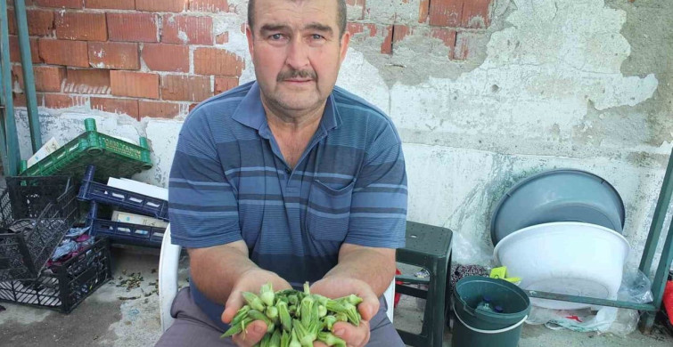 Burhaniye’de bamya fiyatları yükseldi, üreticiler kazanç sağladı
