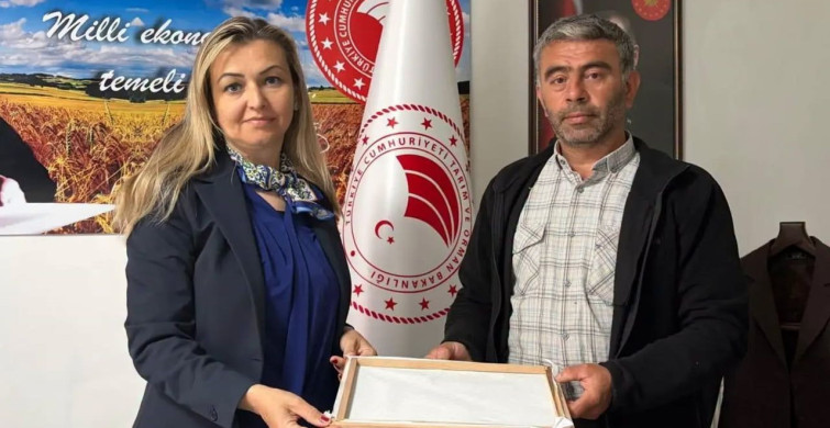 Burhaniye'de ipek böcekçiliğinde ilk kozalar hasat edildi
