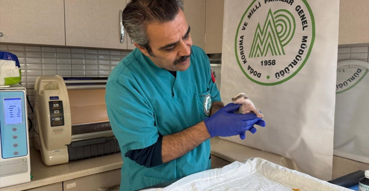 Burhaniye'de Porsuk Yavrusu Koruma Altına Alındı