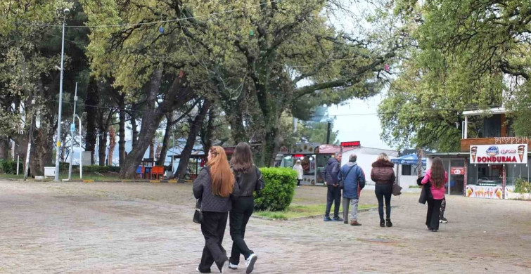 Burhaniye'de Tarihi Meşe Ağaçlarına Koruma Uygulaması