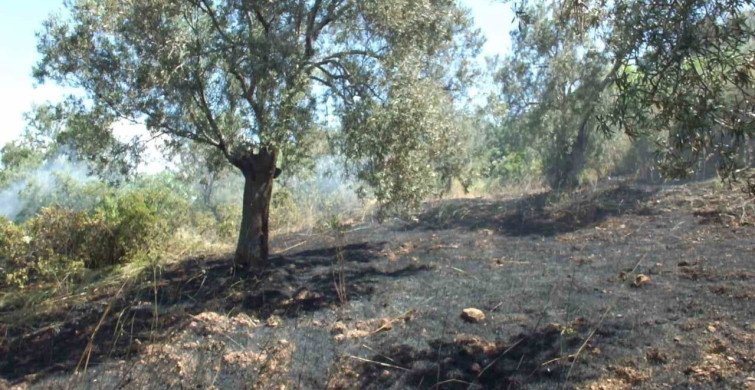 Burhaniye'de zeytinlik yangını: çok sayıda zeytin ağacı zarar gördü