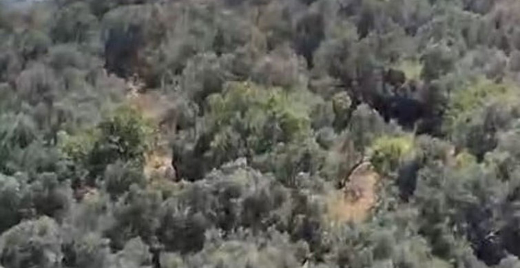 Burhaniye'de zeytinlik yangınına havadan ve karadan müdahale ediliyor