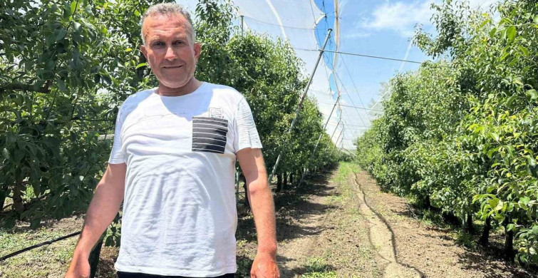 Bursa çiftçileri dolu karşısında armut ve şeftali için file kullanıyor