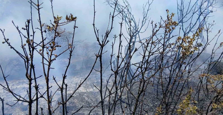 Bursa Gemlik'te Piknik Alanında Yangın Korkuttu
