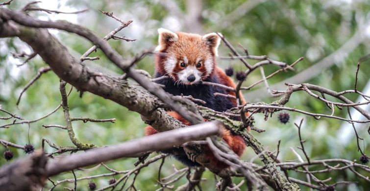 Bursa Hayvanat Bahçesi'nde Kırmızı Panda Yavrularına Özel Bakım
