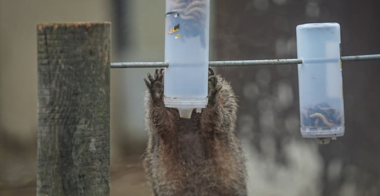 Bursa Hayvanat Bahçesi'nde Kış Bakımı: Sıcak İklim Hayvanlarına Özel İlgi