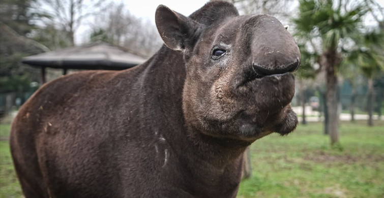 Bursa Hayvanat Bahçesi'nde Tapirlere Kış Bakımı