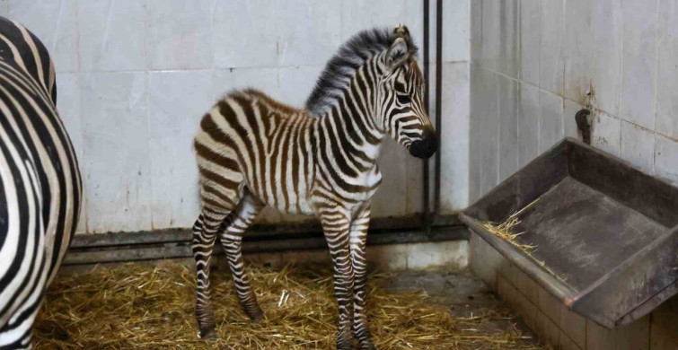 Bursa hayvanat bahçesi’nde zebra ailesi büyüyor