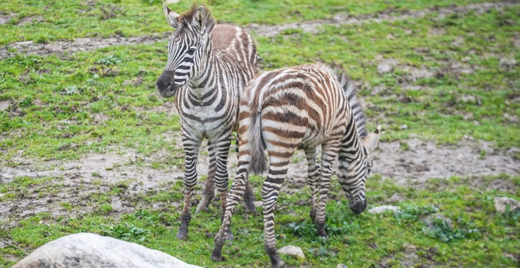 Bursa Hayvanat Bahçesi'nde Zebra Popülasyonu Artıyor