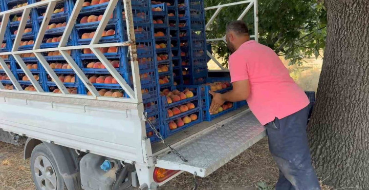 Bursa şeftalisinde hasat dönemi başladı