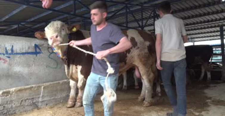 Bursa'da 1,2 Tonluk Şampiyon Tosun Pazarda 500 Bin Liraya Satıldı