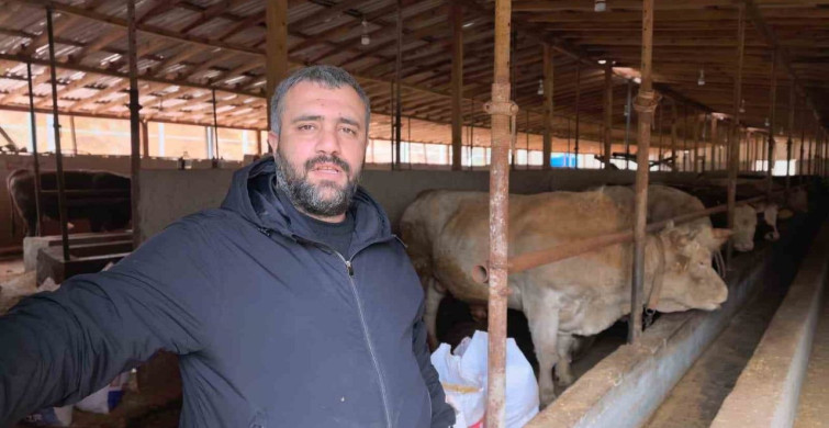 Bursa'da 500 Bin Liralık 'Paşa' Boğa Satışta