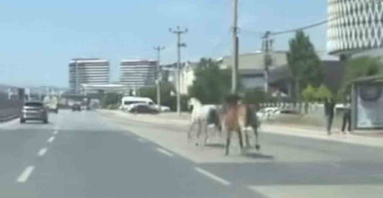 Bursa’da ana yolda başıboş atlar trafikte tehlike yarattı